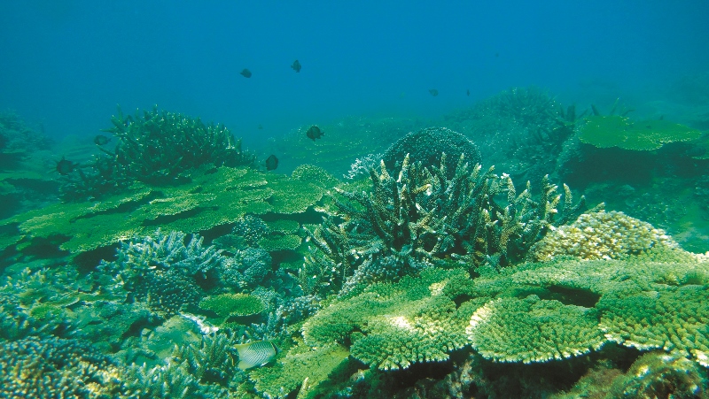 臺灣擁有多樣的水域環境,在地理位置上,位於生物多樣性極高的珊瑚大三角海域北端/陳盡川攝