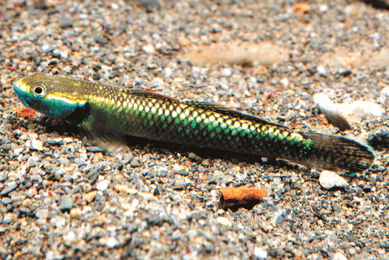 體色絢麗的黑紫枝牙鰕虎屬於典型的兩域洄游型 魚類,其生存仰賴河口水域的暢通