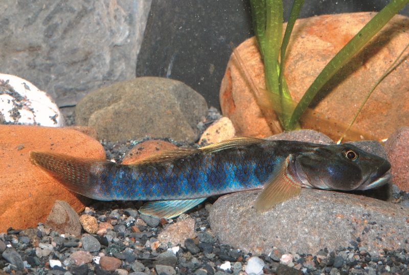 蘭嶼吻鰕虎是蘭嶼島上最具代表性的淡水魚,卻 因為沒有顧及其生態需求的施工造成棲地破壞, 生存受到極大威脅