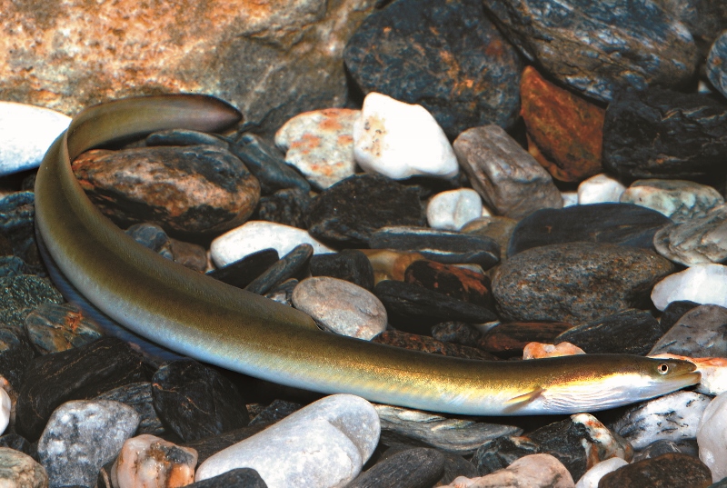 研究人員近年來已在日本鰻身上植入發報器,以進行生態研究