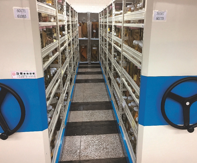 博物館是保存魚類標本的重要研究機構