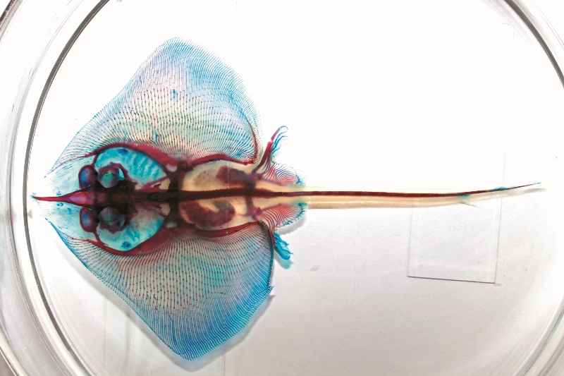 透明魚標本可作為研究與與教育展示用途