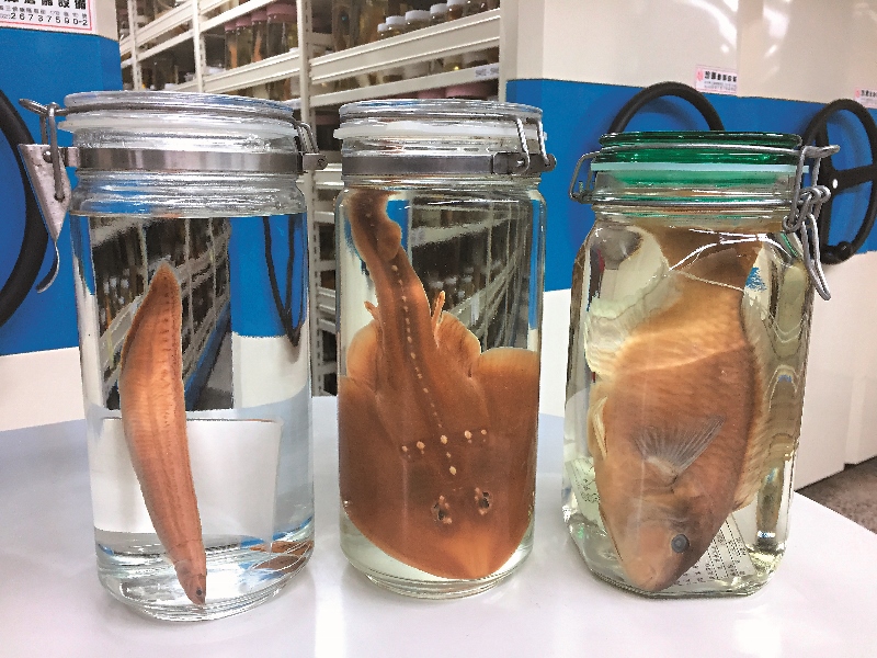 以福馬林固定再保存於乙醇溶液的標本,是最常見的魚 類標本保存型態