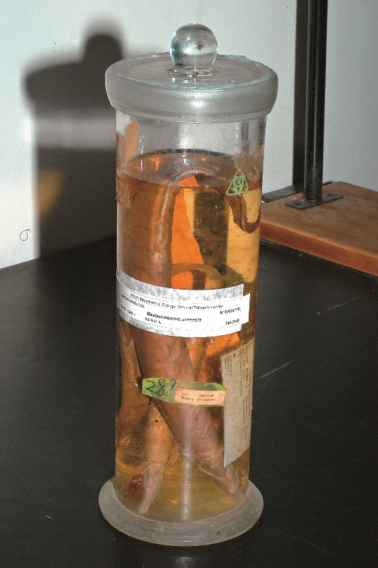 保存於標本瓶中超過半個世 紀的棘鰍標本,這個魚種在 臺灣早已滅絕