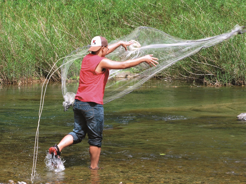 在淡水魚的生態研究中,手拋網是常見的採捕方法