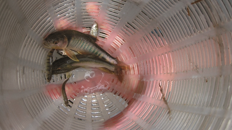被蝦籠捕獲的溪流魚類- 蝦籠常用於進行淡水魚蝦 的生態調查採樣