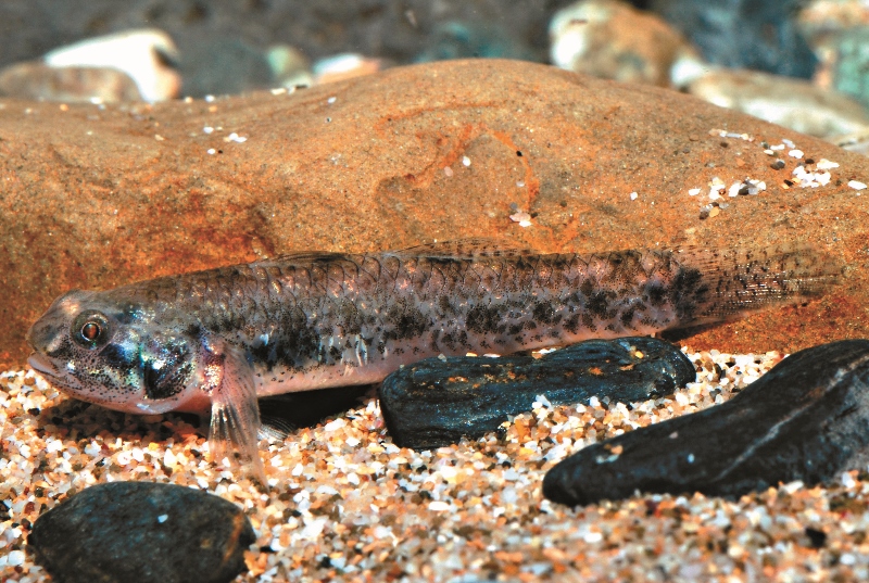 以台江國家公園命名的台江擬鰕虎