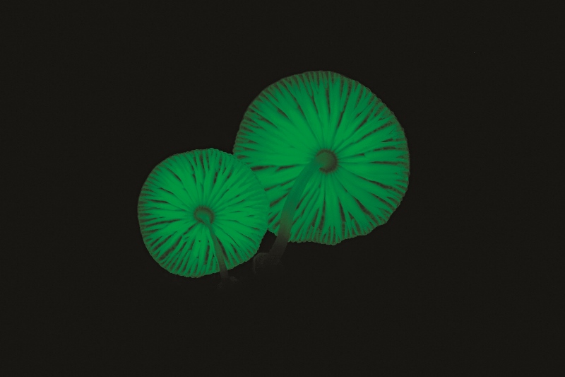 生長在社頂的螢光蕈─墾丁小菇(Mycena kentingensis)