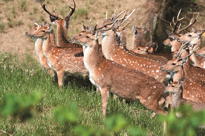 社頂梅花鹿復育區的鹿群