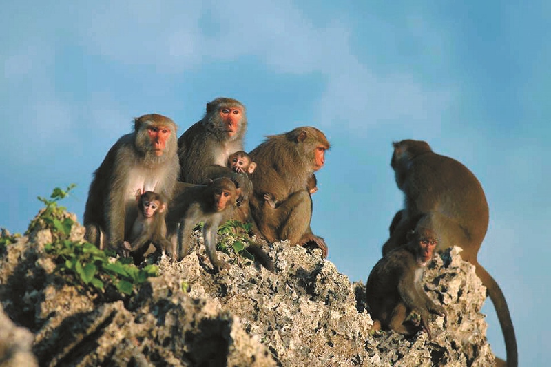 社頂臺灣獼猴家族