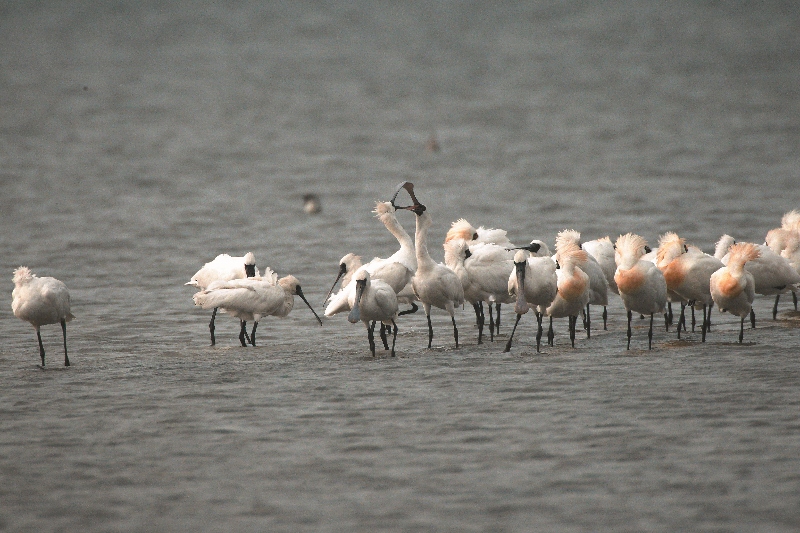 吉光片羽龍鑾潭