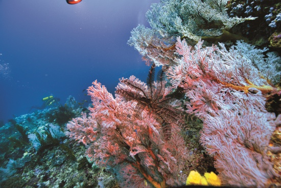 東沙外環礁珊瑚群／海管處提供