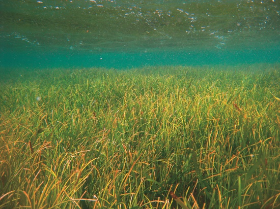 海草床也是東沙的重要生態棲地