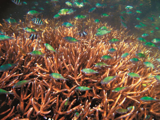 作為培育的珊瑚種原