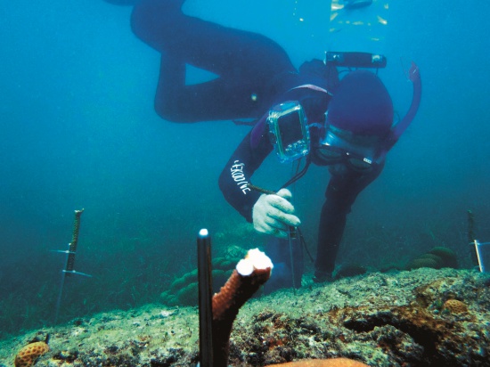 研究人員進行初期的培育試驗