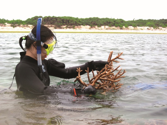 在海中進行培育工作