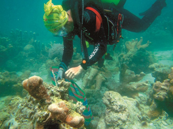 第二次分枝擴大培育將珊瑚移植到潟湖中的塊礁區