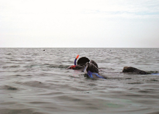 不知大鯊魚在正前方