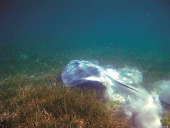 突遇竄出的魟魚