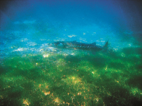 面對生性兇猛的金梭魚要提高警覺