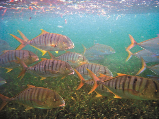 總是成群出現好奇的繞人群游的鰺魚
