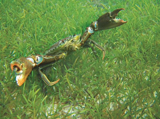 海草床中的大沙公一派威風凜凜