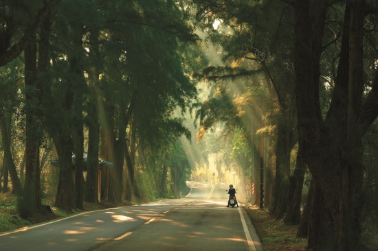 春霧中的樹影／蔡添丁攝