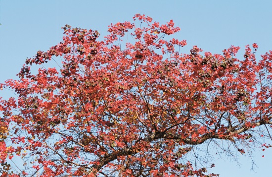烏桕擁有四季不同風情，樹葉於秋 天轉紅，襯著清朗的藍天剎是好看