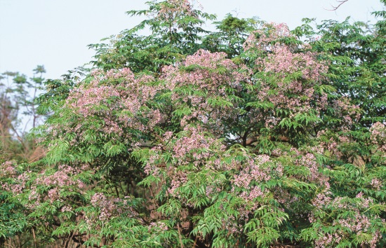 苦楝對於金門水土適應力佳