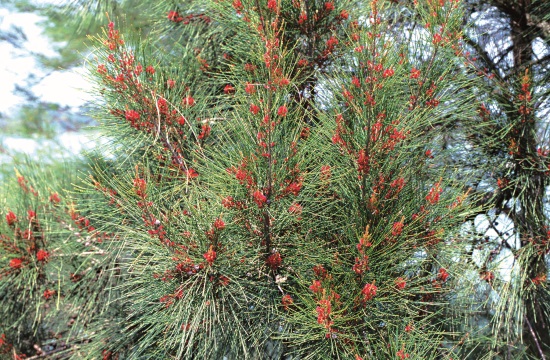 木麻黃開著紅色小花