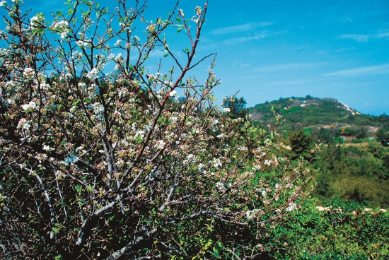 小果薔薇屬於常綠攀緣灌木，常成盛開 的壯觀景色