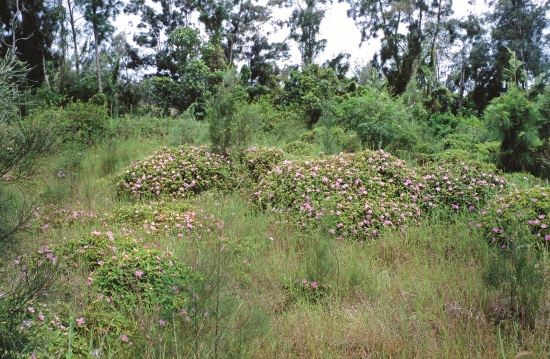 野牡丹喜歡開闊向陽的生育環境