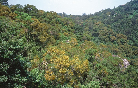 相思樹屬於先鋒樹種遍布金門本島