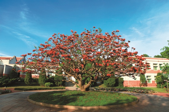 金管處行政中心前的大刺桐／陳長志攝