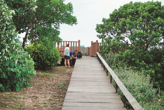 海濱種植抗風樹種／楊懷智攝
