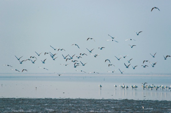 七股濕地／莊信賢攝