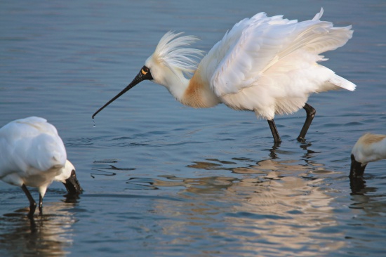 黑面琵鷺為台江國家公園濕地生態系重要的保護傘物種／李裕仁攝