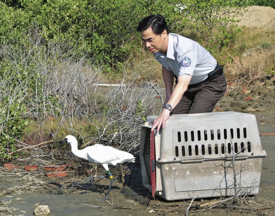 追蹤大臺南地區黑面琵鷺活動 範圍之繫放工作