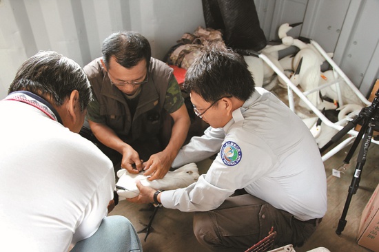 2012年黑面琵鷺衛星追蹤 （裝載衛星發報器）