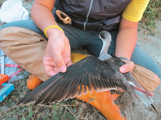檢視鳥類健康狀態及記錄個體形質資料