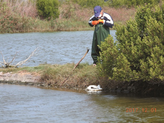 2017年保育巡查員實際執行死亡黑面琵鷺處理案件