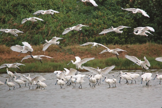 黑面琵鷺於台江國家公園度冬時的棲地利用情形，是保育巡查員及志工觀測的重要項目／李裕仁攝