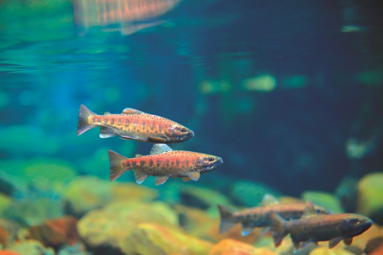 臺灣櫻花鉤吻鮭