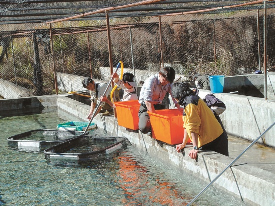 於舊復育中心內篩選鮭魚體型