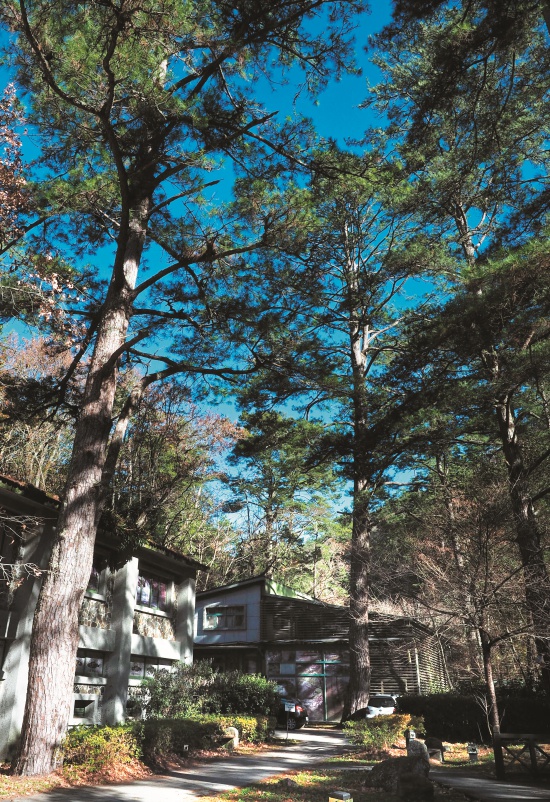 生態中心建築群興建過程中保留了現地所有大樹／呂慧穎攝