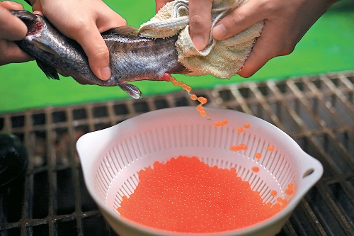 從雌魚身上取出未受精的卵