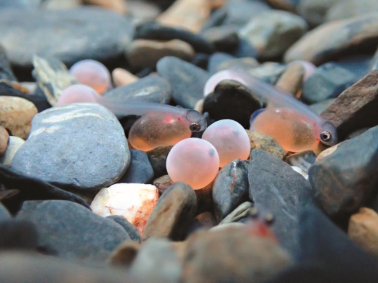 發眼卵及卵黃囊期