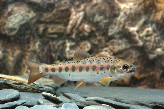 發眼卵及卵黃囊期