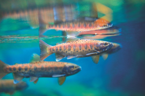 成鮭（ 繁殖季節雄魚特寫， 體色轉為深紅赭色）