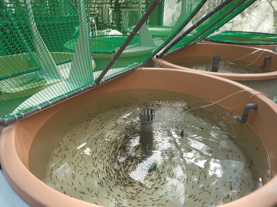 訓餌中的仔魚／呂慧穎攝